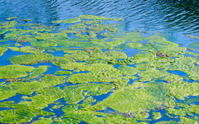 image for Blue-green Algae Poisoning